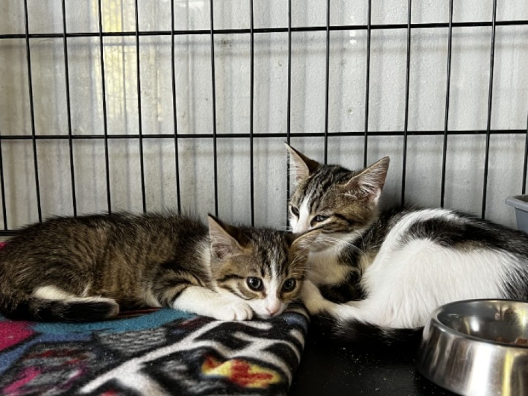 Barbouille - Chat Européen à adopter - photo 3