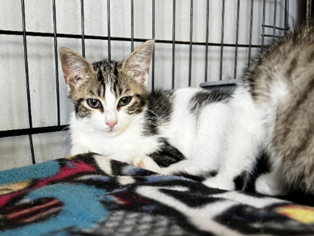 Bagou - Chat Européen à adopter
