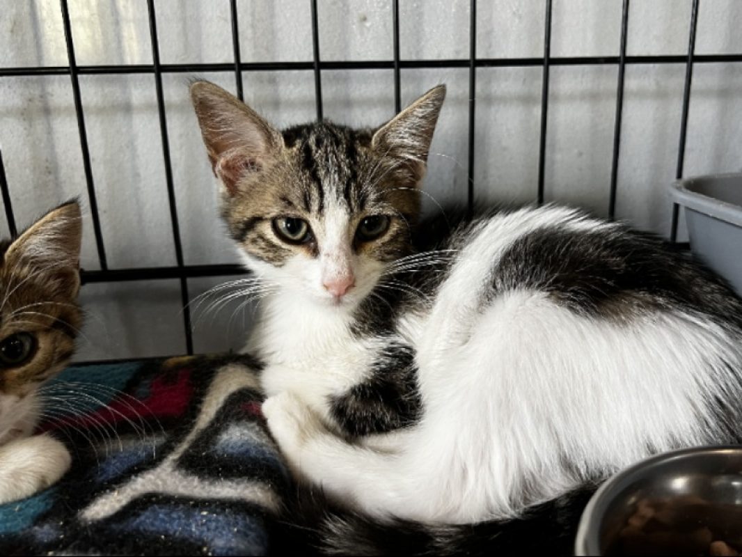 Bagou - Chat Européen à adopter - photo 2