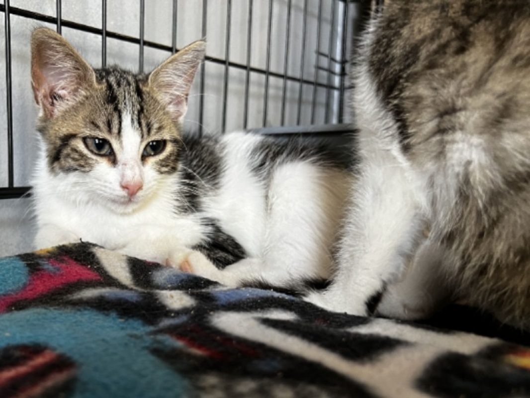 Bagou - Chat Européen à adopter - photo 3