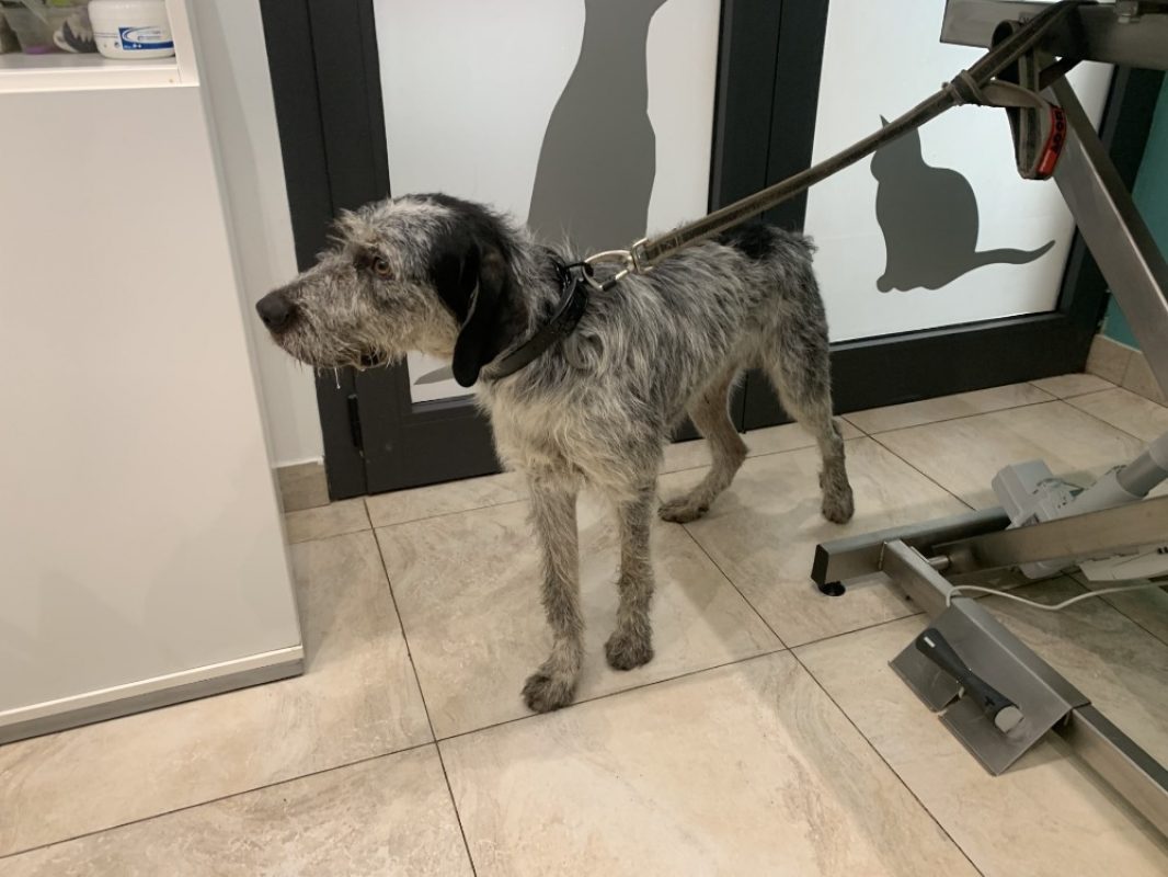 Oreo - Chien Briquet Griffon Vendéen à adopter