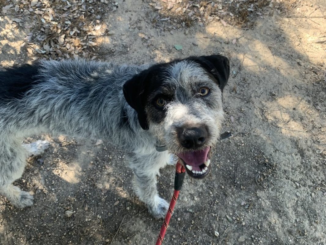 Oreo - Chien Briquet Griffon Vendéen à adopter