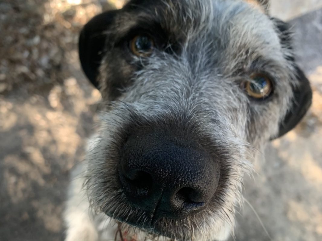 Oreo - Chien Briquet Griffon Vendéen à adopter - photo 4