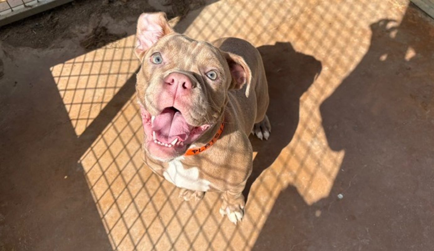 Azuki - Chien à adopter