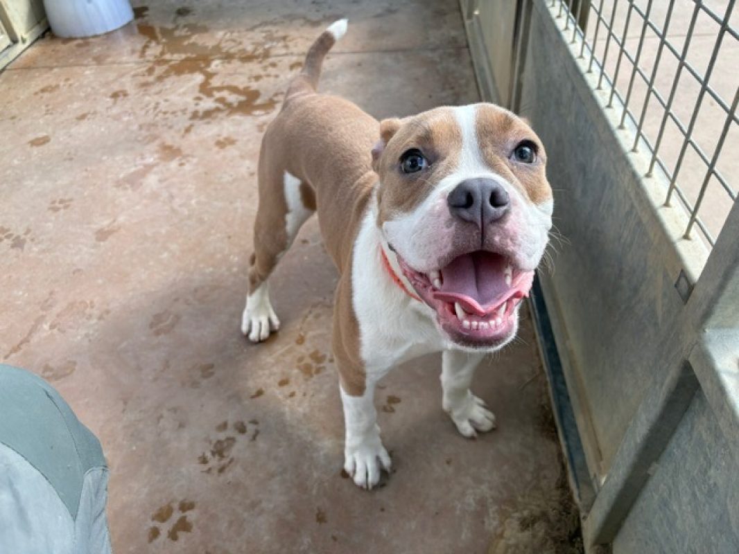 Wasabi - Chien à adopter