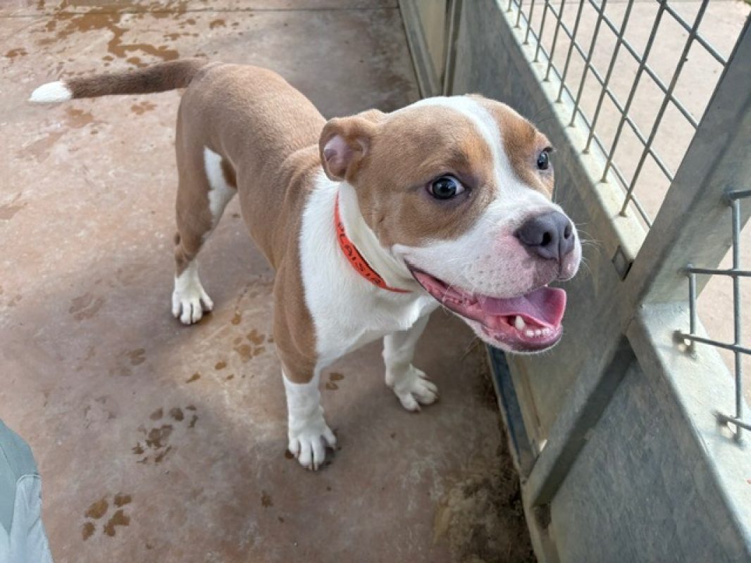 Wasabi - Chien à adopter - photo 2