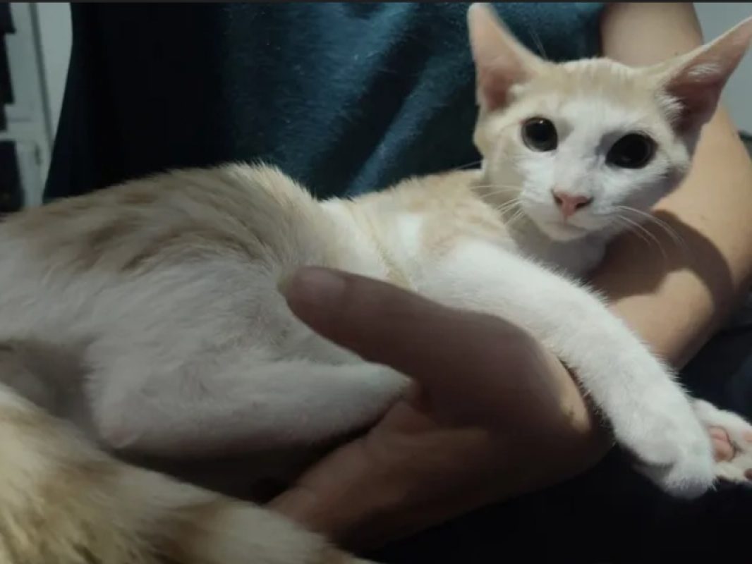 Breme - Chat Européen à adopter