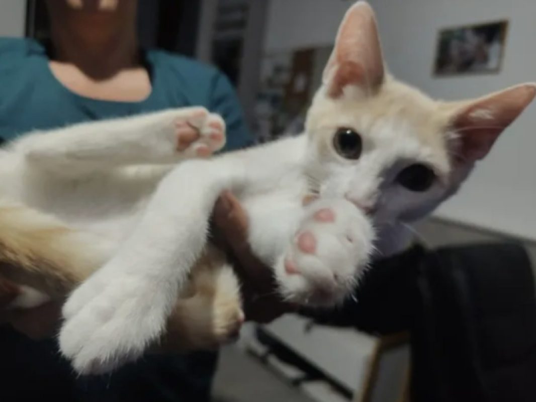 Breme - Chat Européen à adopter - photo 2