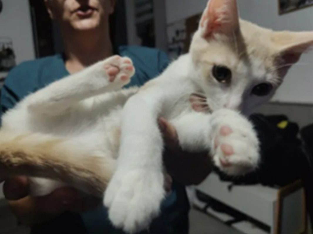 Breme - Chat Européen à adopter - photo 3