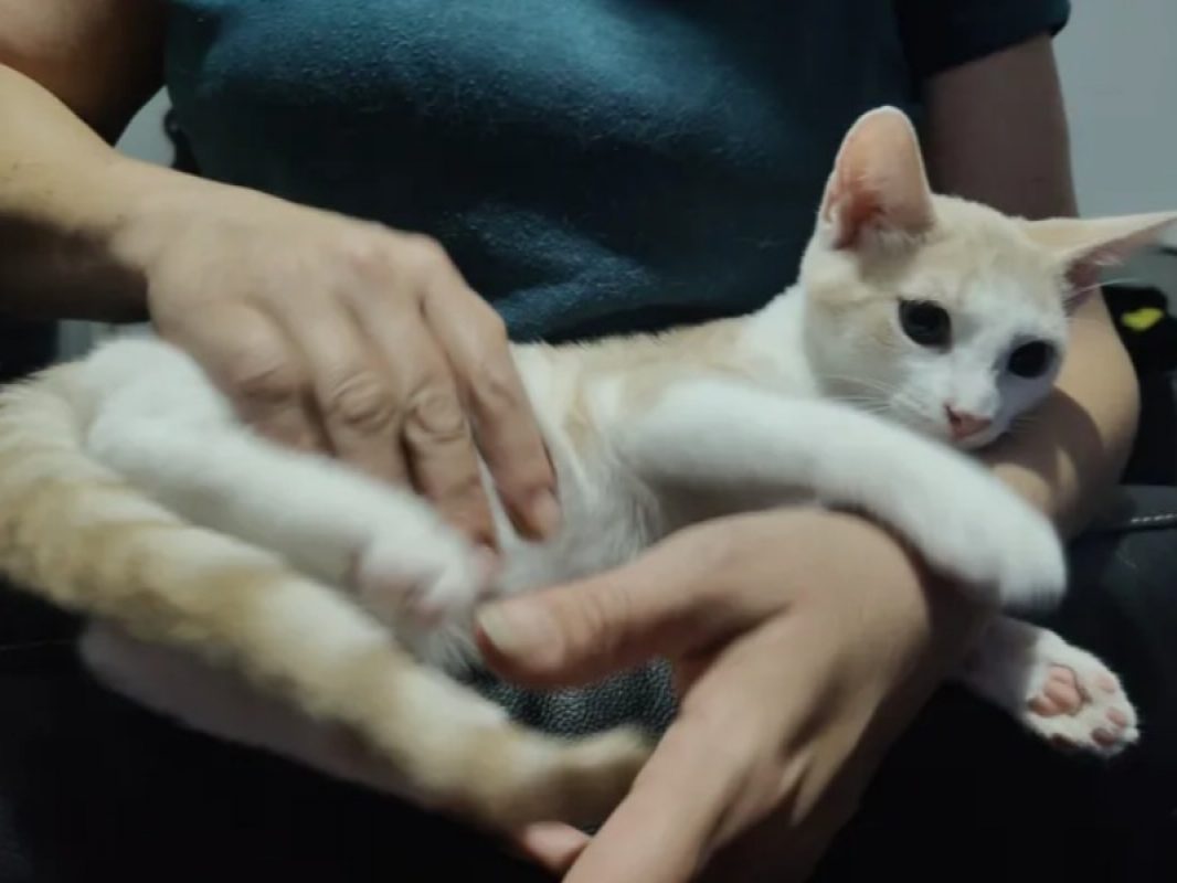 Breme - Chat Européen à adopter - photo 4
