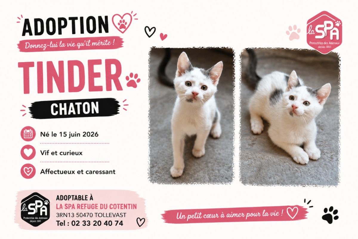 Tinder - Chat Européen à adopter