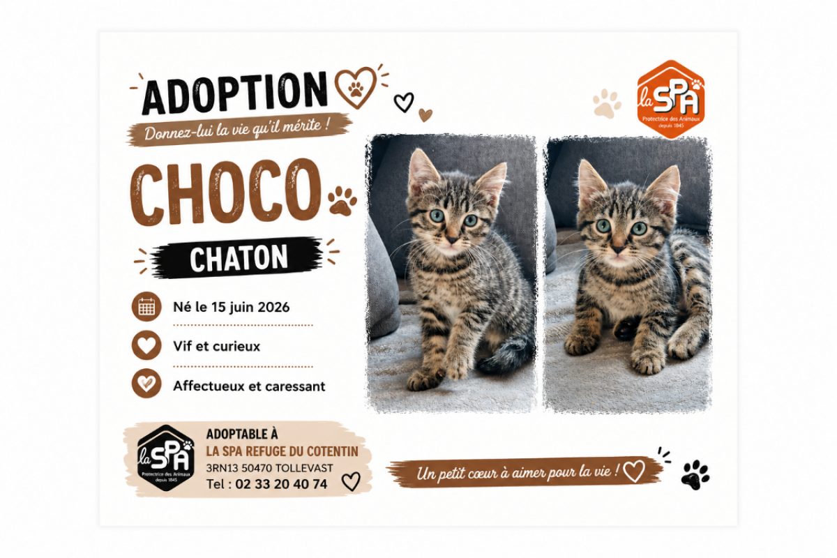 Choco - Chat Européen à adopter