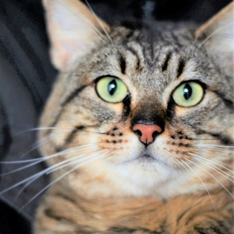 Photo de Gribouille