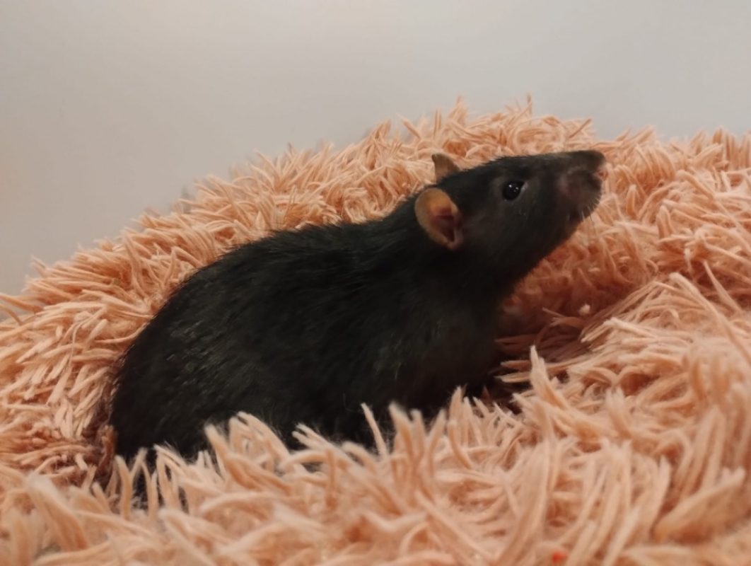 Frene - Rongeur Rat à adopter