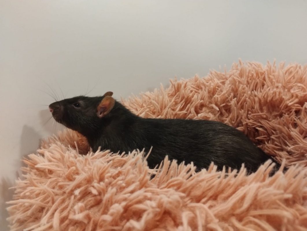 Frene - Rongeur Rat à adopter - photo 2