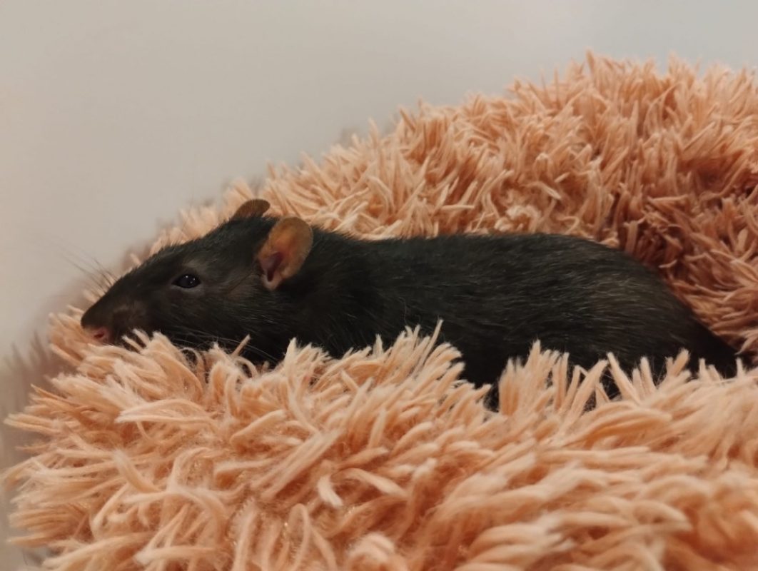 Frene - Rongeur Rat à adopter - photo 3
