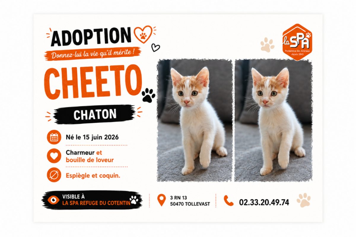 Cheeto - Chat Européen à adopter