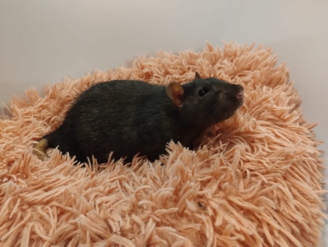 Saule - Rongeur Rat à adopter