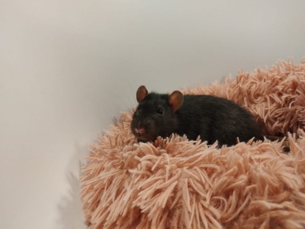 Saule - Rongeur Rat à adopter - photo 2