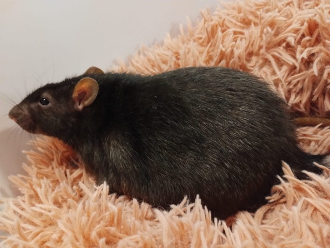 Saule - Rongeur Rat à adopter - photo 3