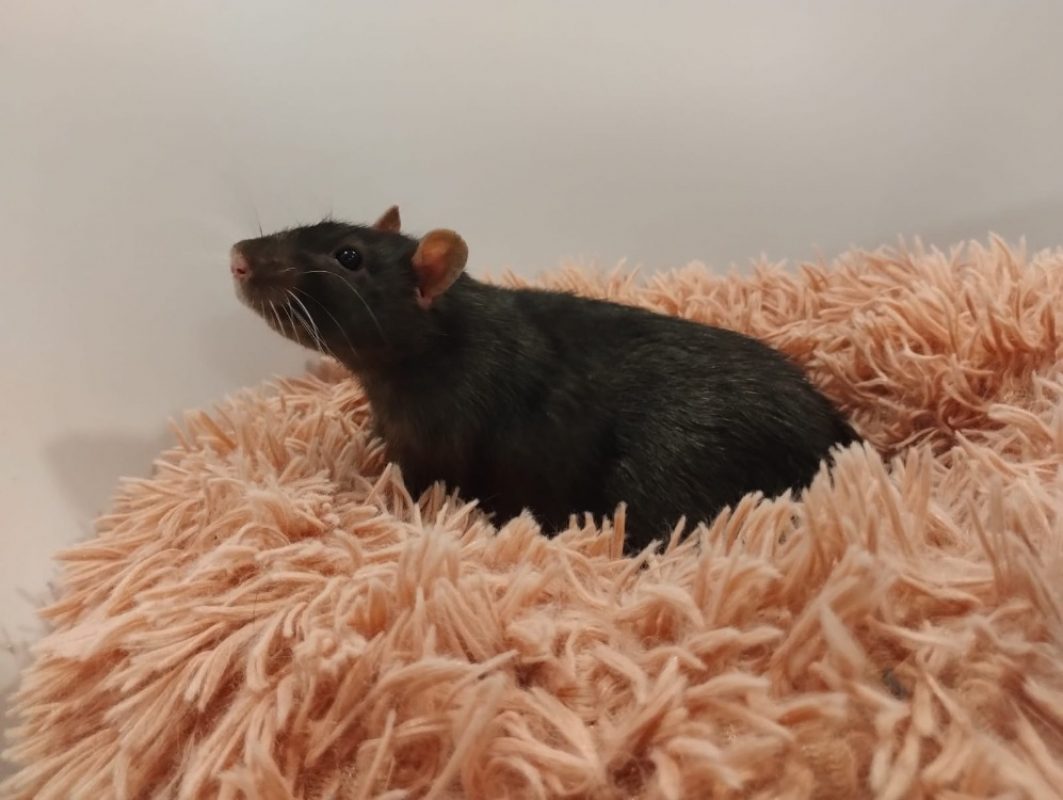 Aulne - Rongeur Rat à adopter