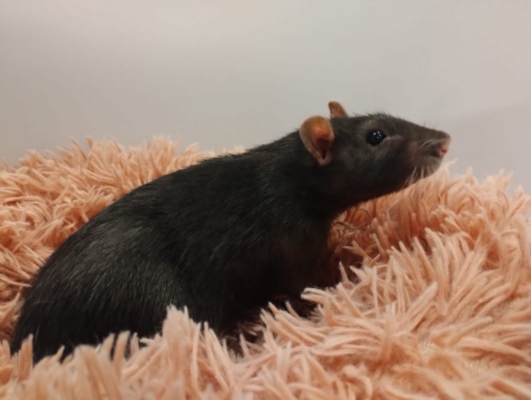 Aulne - Rongeur Rat à adopter - photo 2