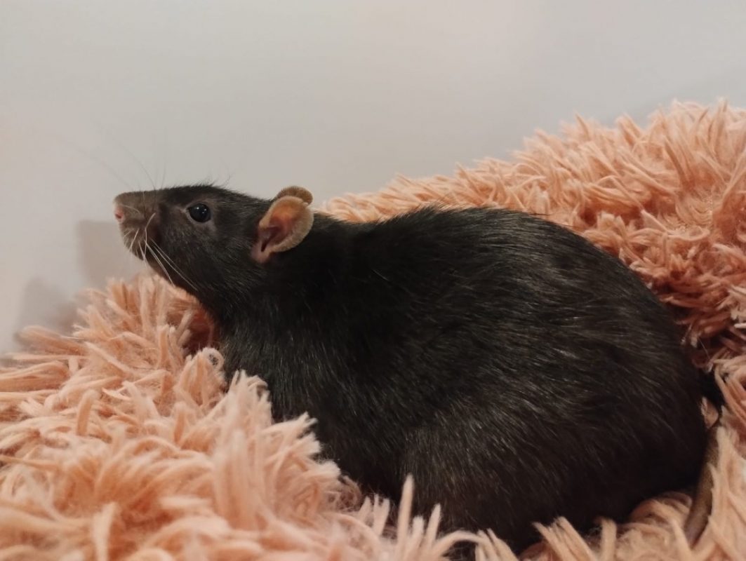 Aulne - Rongeur Rat à adopter - photo 3
