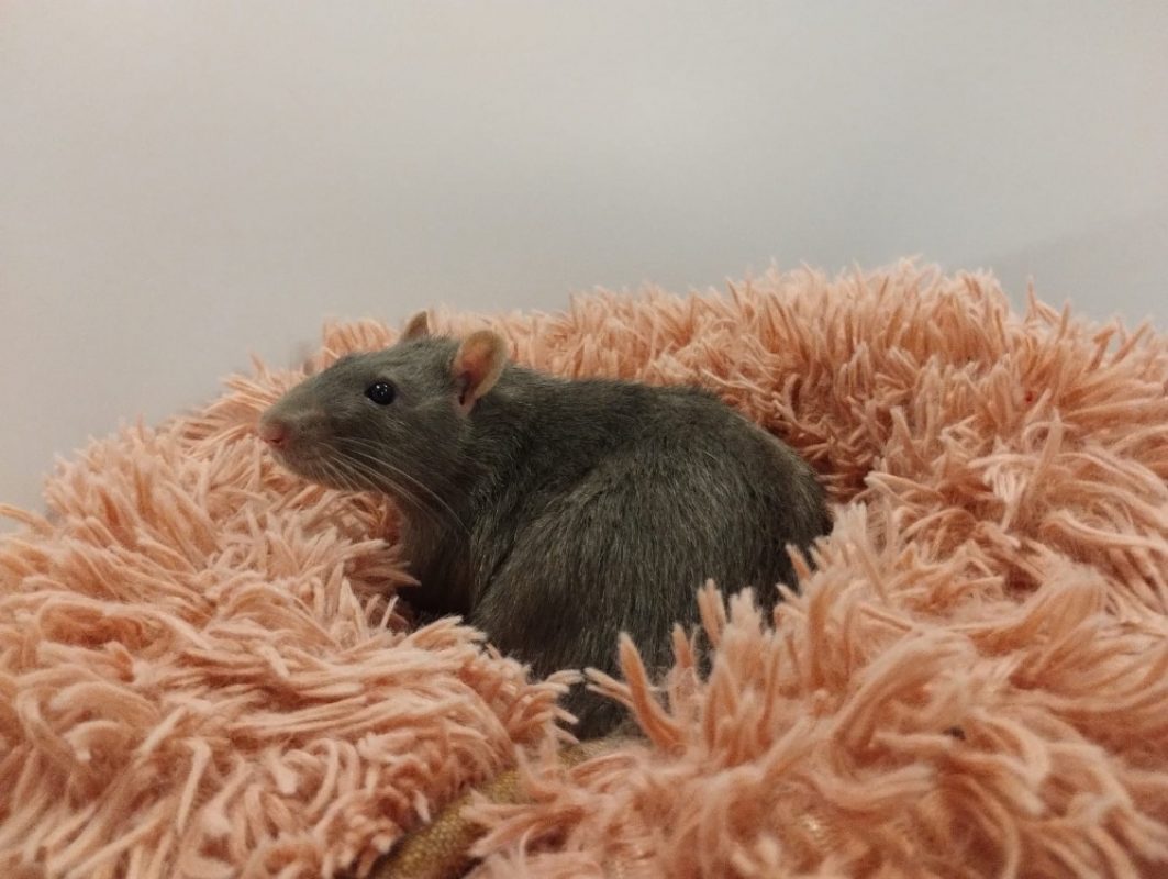 Tilleul - Rongeur Rat à adopter