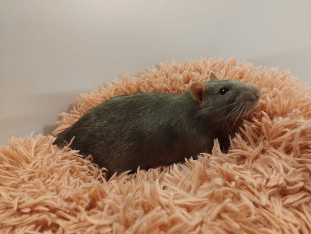 Tilleul - Rongeur Rat à adopter - photo 2