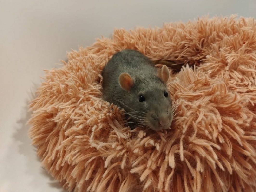 Tilleul - Rongeur Rat à adopter - photo 3