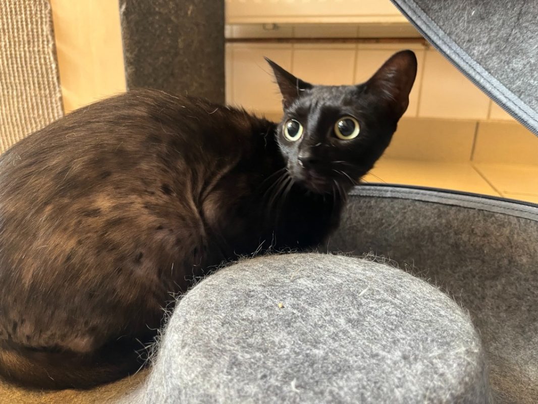 Solon - Chat Européen à adopter