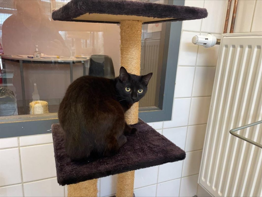 Solon - Chat Européen à adopter - photo 2