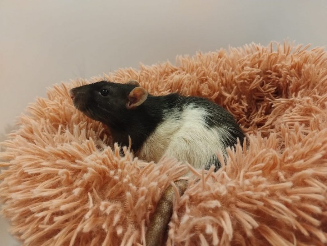 Chewbacca - Rongeur Rat à adopter