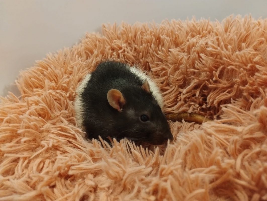 Chewbacca - Rongeur Rat à adopter - photo 2