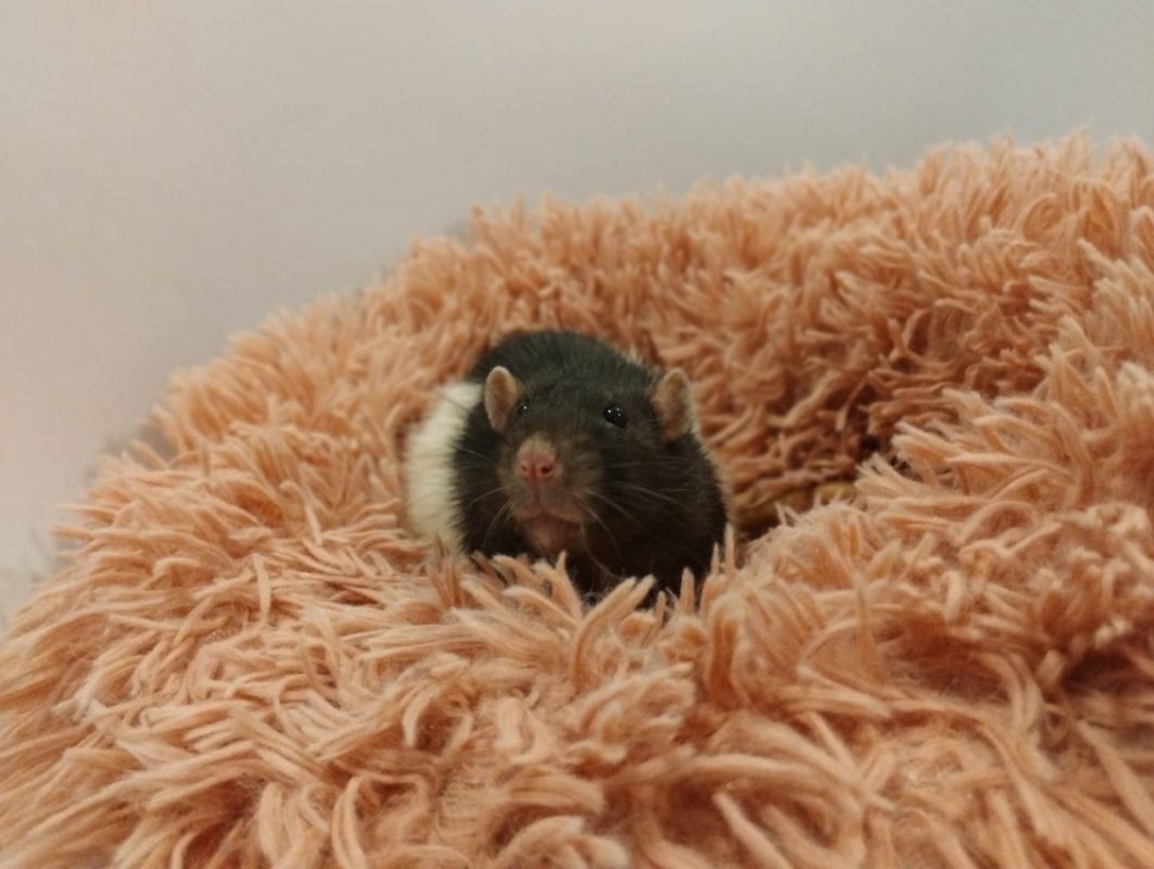 Chewbacca - Rongeur Rat à adopter - photo 3