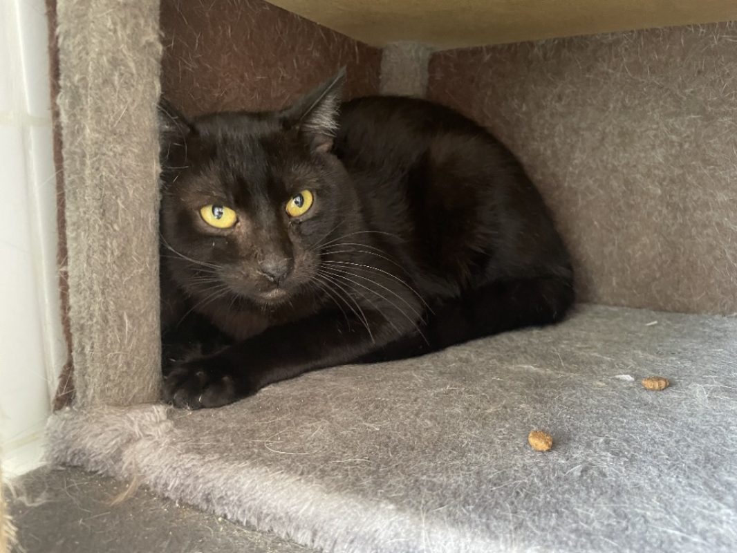 Anubis - Chat Européen à adopter