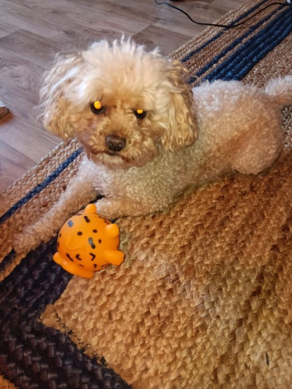 SNOOPY - Chien Caniche à adopter - photo 4