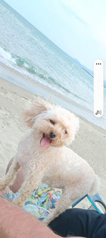 SNOOPY - Chien Caniche à adopter - photo 3
