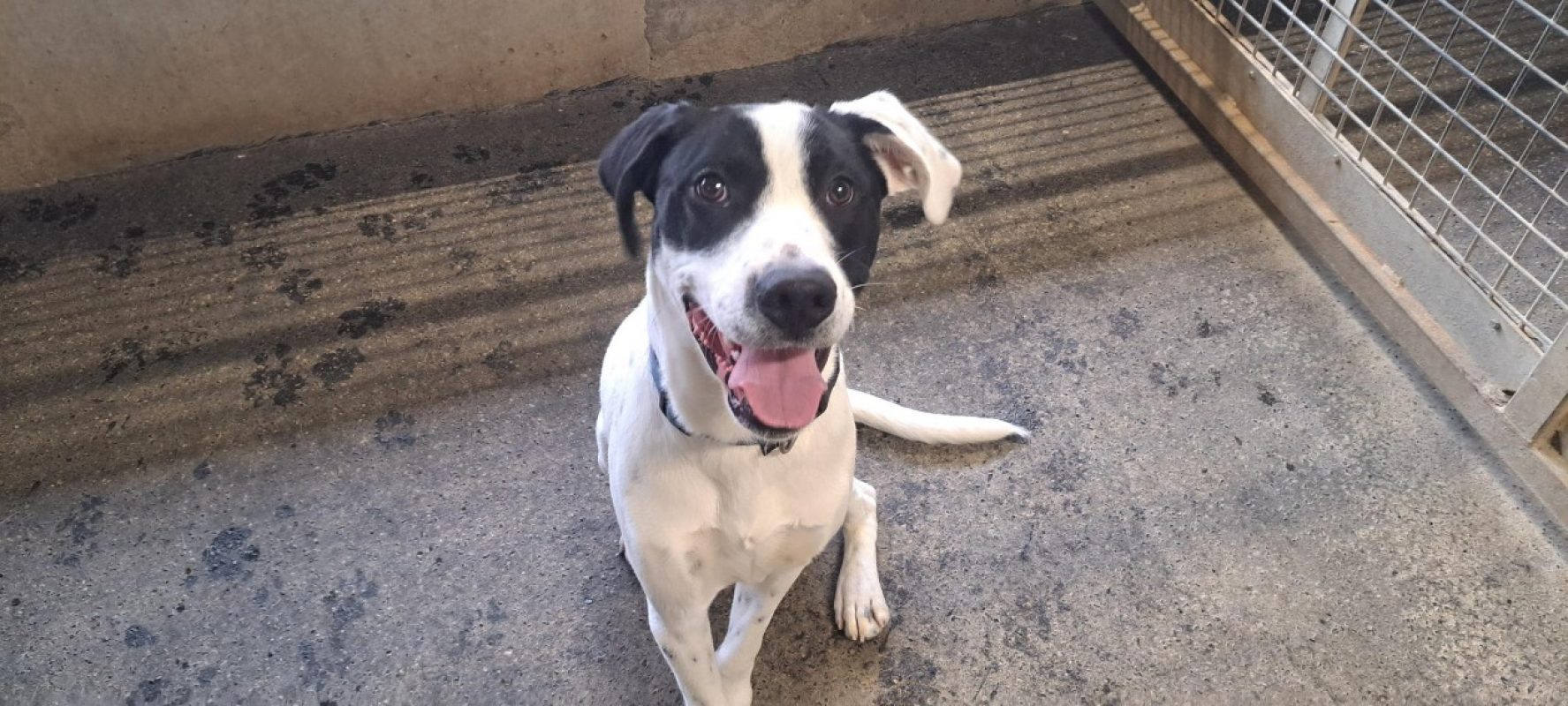 Ucco - Chien à adopter