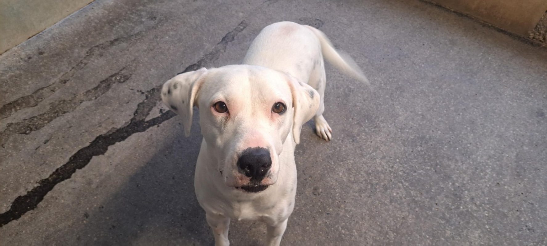 Blanca - Chien Dalmatien à adopter