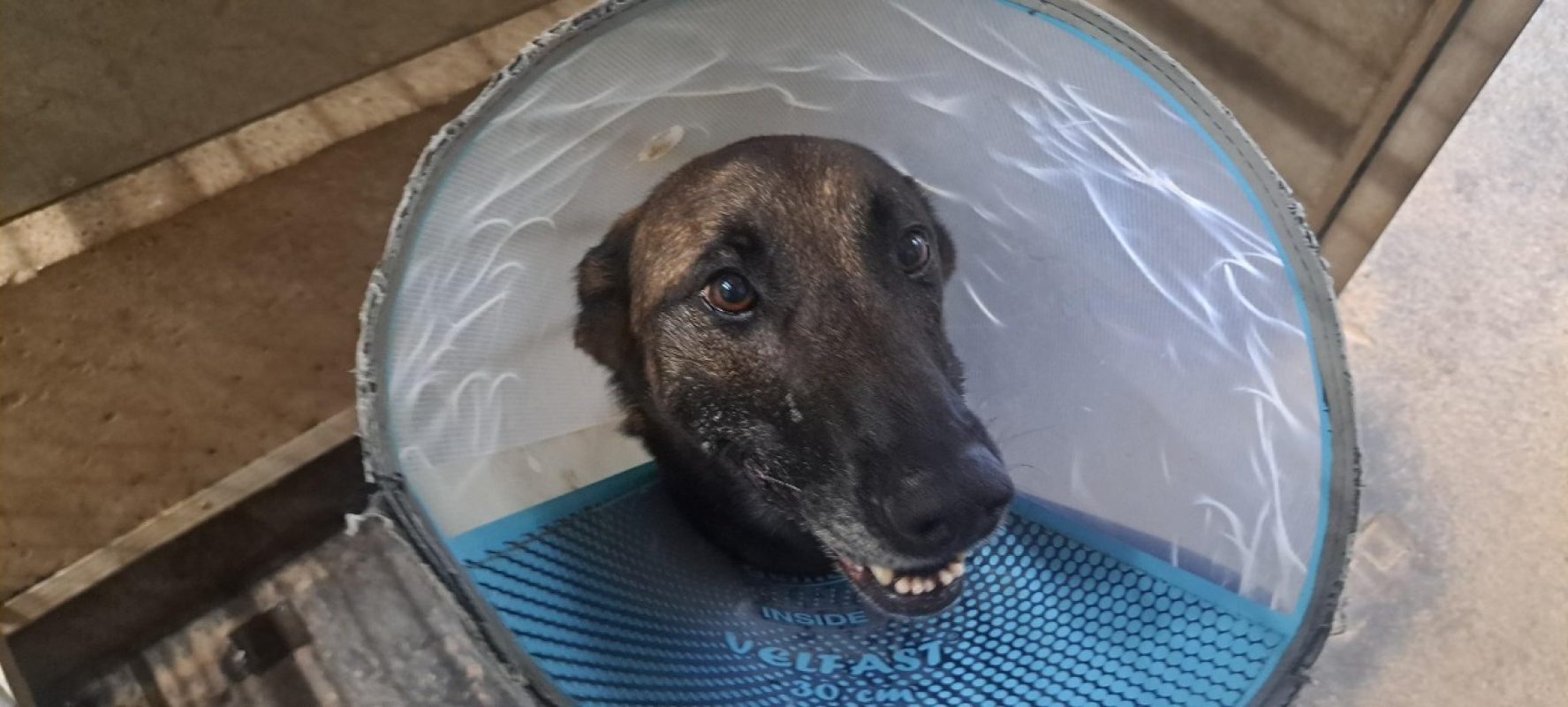 Tina - Chien Berger Belge Malinois à adopter