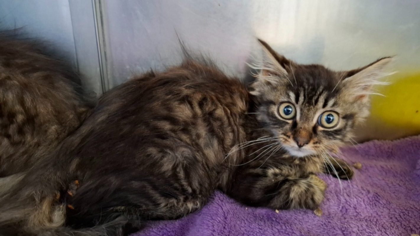 Candice - Chat Européen à adopter