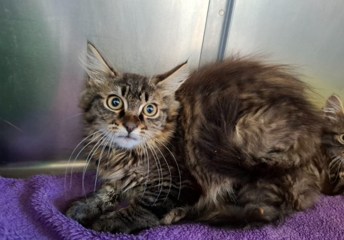 Oslo - Chat Européen à adopter