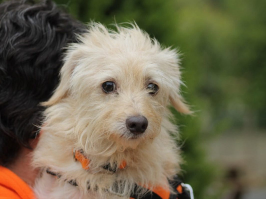 Bandit - Chien Griffon Fauve de Bretagne à adopter