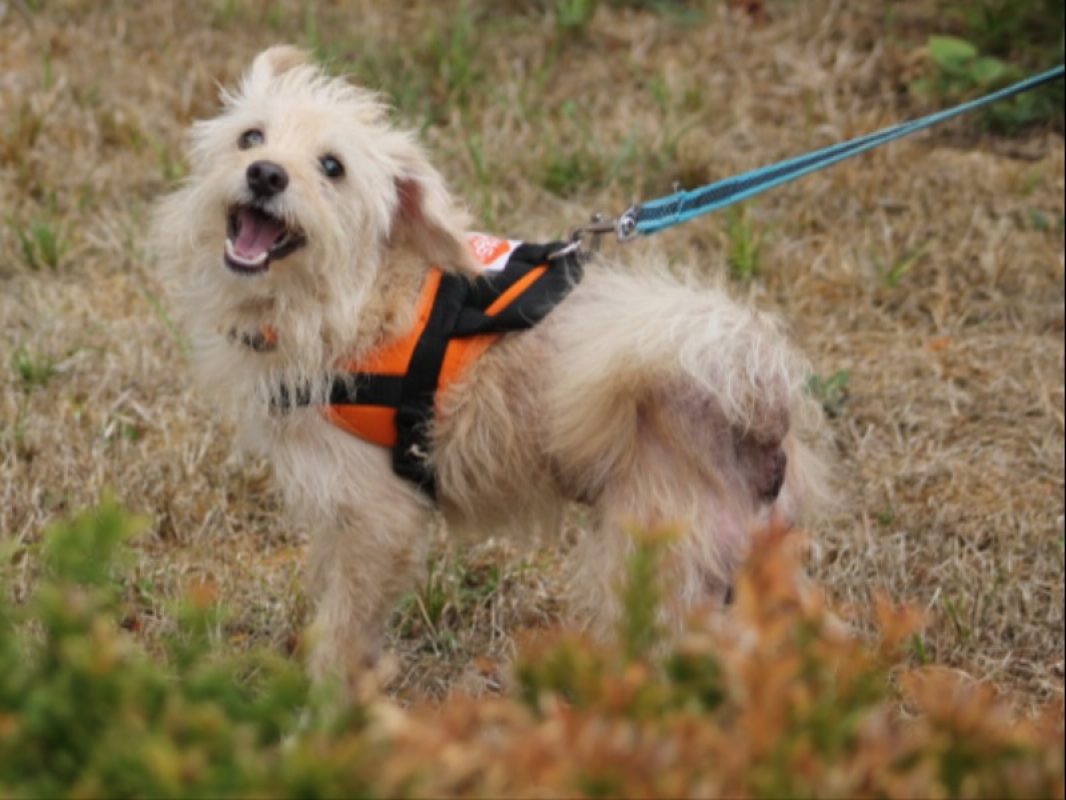 Bandit - Chien Griffon Fauve de Bretagne à adopter - photo 2
