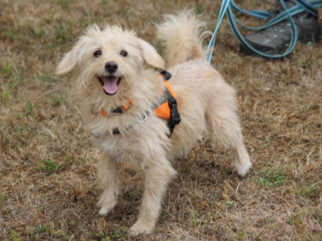 Bandit - Chien Griffon Fauve de Bretagne à adopter - photo 3