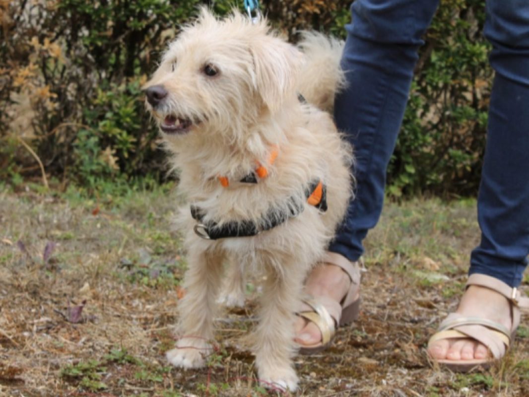 Bandit - Chien Griffon Fauve de Bretagne à adopter - photo 4