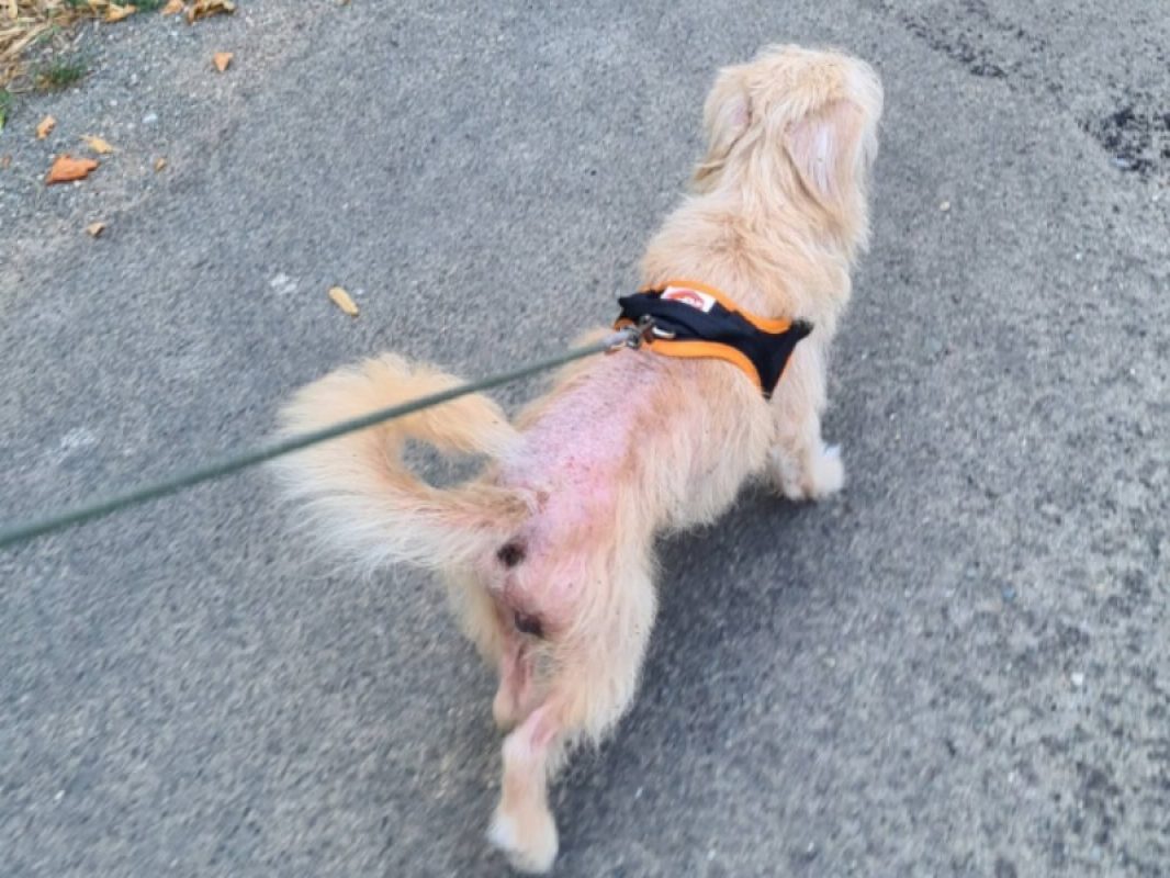 Bandit - Chien Griffon Fauve de Bretagne à adopter - photo 6