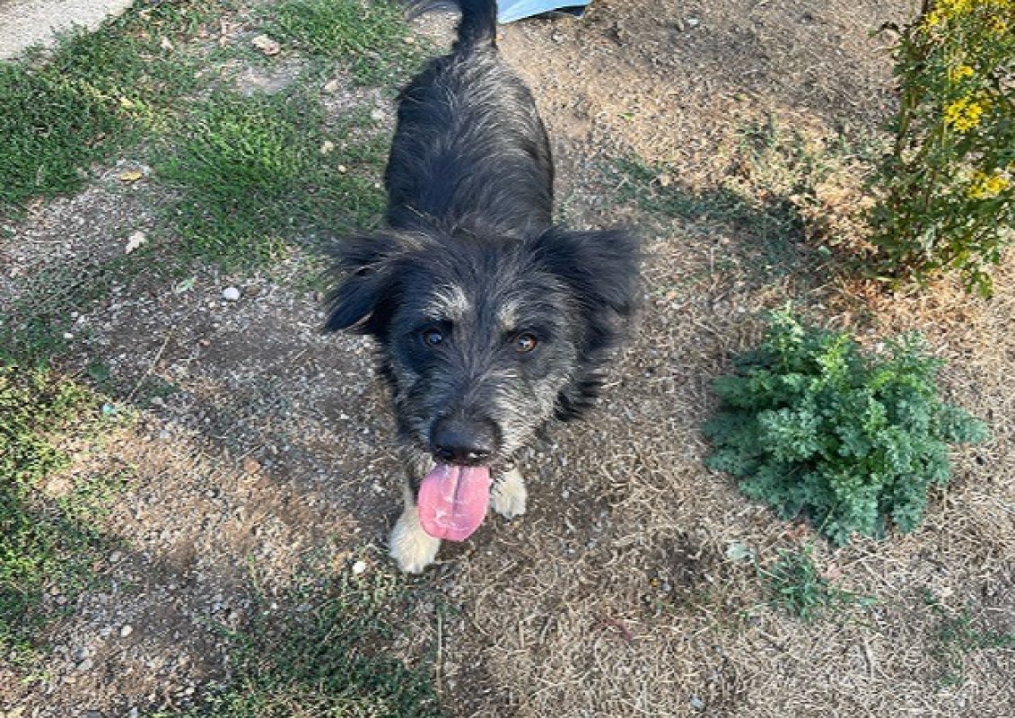 Mira - Chien à adopter
