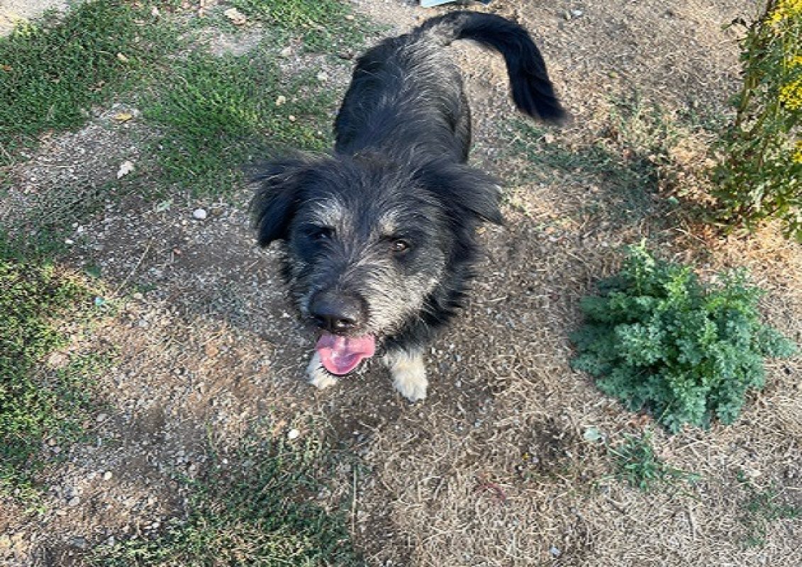 Mira - Chien à adopter - photo 2